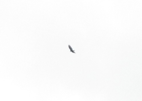 Birds!